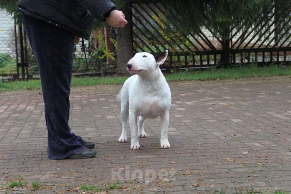 Собаки в Москве: Высокопородные щенки бультерьера Девочка, 120 000 руб. - фото 9