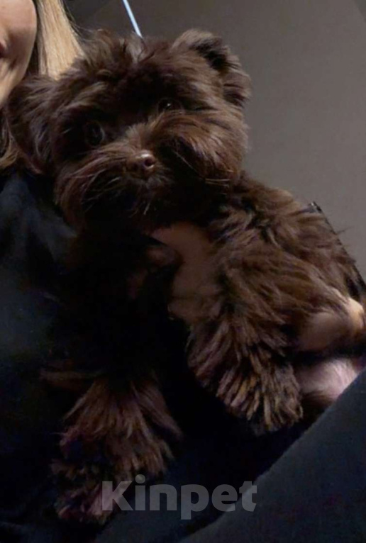 Собаки в Пятигорске: Мальтипу щенок 5 месяцев  Девочка, Бесплатно - фото 4