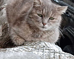Кошки в Москве: У нас есть неделя, чтобы не возвращать Мышку на улицу Девочка, Бесплатно - фото 3