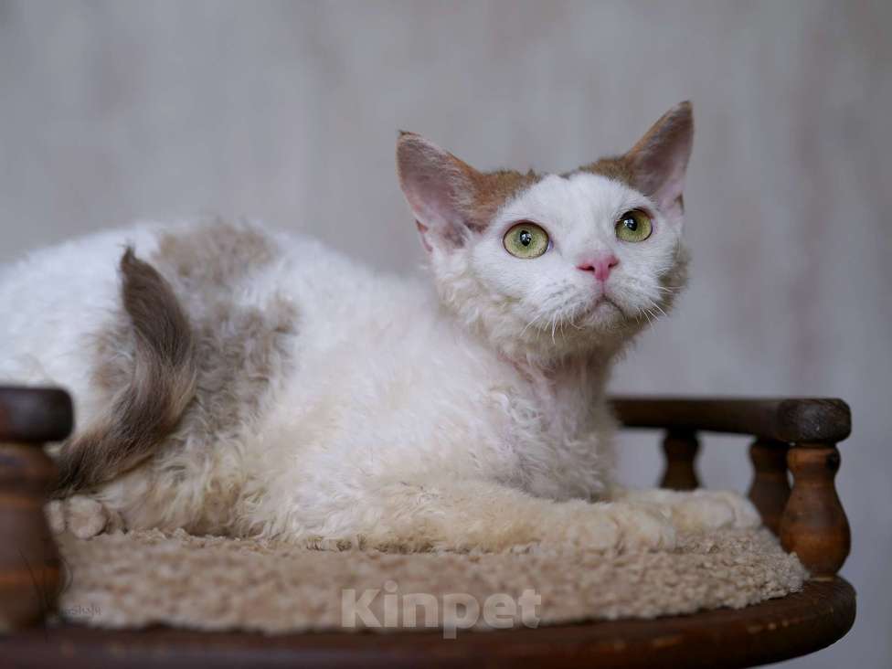 Кошки в Москве: Девон-рекс мальчик арлекин Мальчик, 25 000 руб. - фото 2