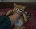 Кошки в Красногорске: Котенок Лео 1,5 месяца ищет дом  Мальчик, Бесплатно - фото 2