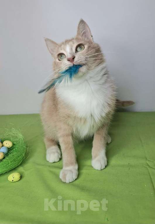 Кошки в Москве: Персиковый котик-подросток в добрые руки Мальчик, Бесплатно - фото 4