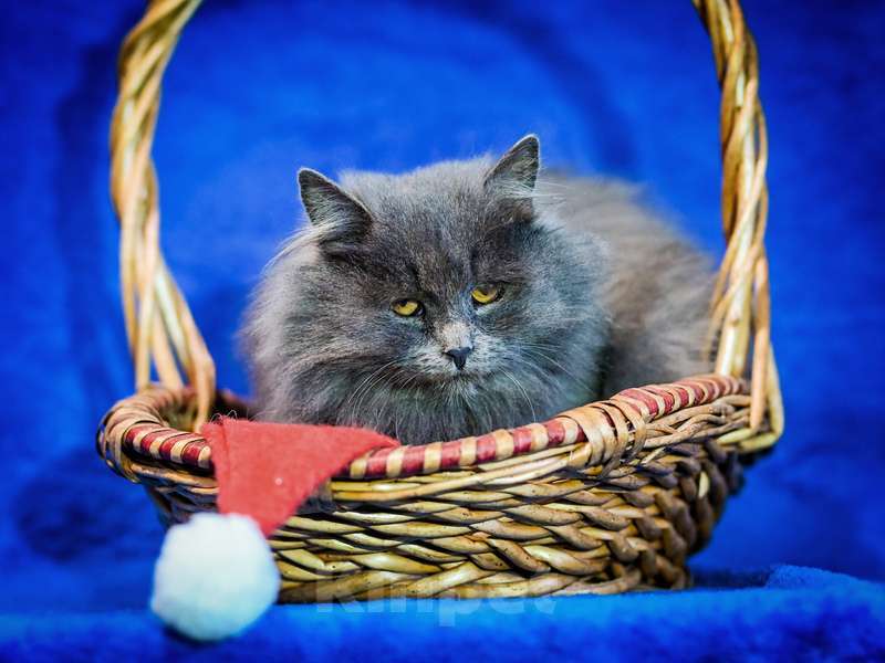 Кошки в Москве: Русские голубые котята в добрые руки Мальчик, Бесплатно - фото 6