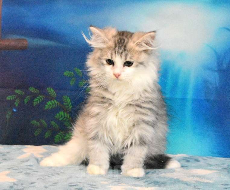 Кошки в Москве: Сибирский котик Мальчик, 45 000 руб. - фото 8