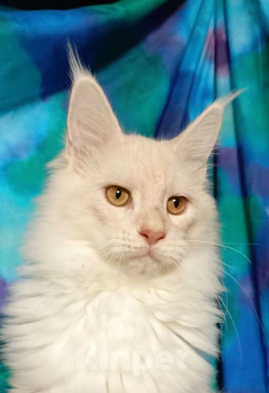 Кошки в Санкт-Петербурге: Девочка красное высокое серебро. Девочка, 35 000 руб. - фото 2