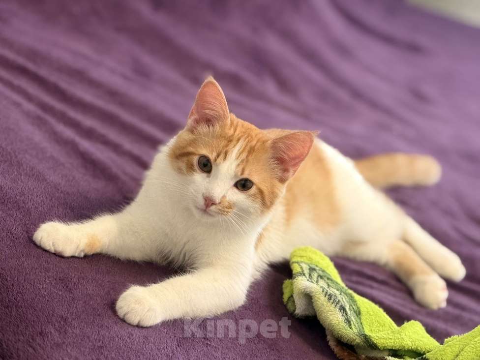 Кошки в Мытищах: Отдам котенка в добрые руки Мальчик, Бесплатно - фото 4