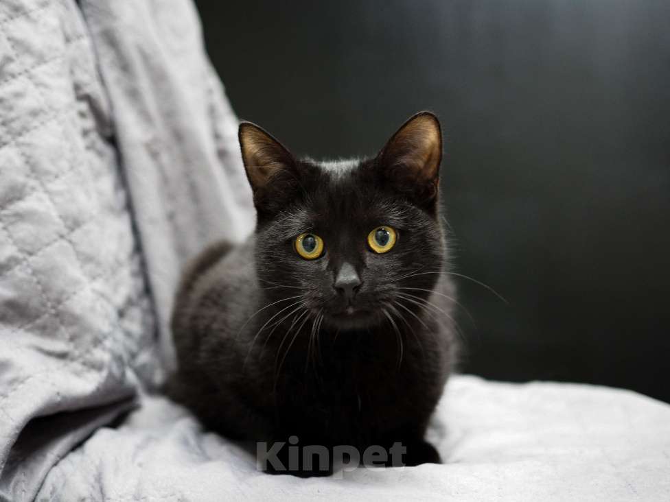 Кошки в Москве: Нежный и ласковый котёнок в добрые руки  Мальчик, Бесплатно - фото 2