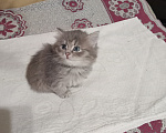 Кошки в Семилуках: Отдам в добрые руки Девочка, Бесплатно - фото 1