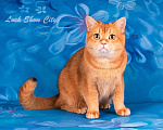 Кошки в Санкт-Петербурге: Золотой котик Скоттиш страйт Мальчик, 25 000 руб. - фото 3