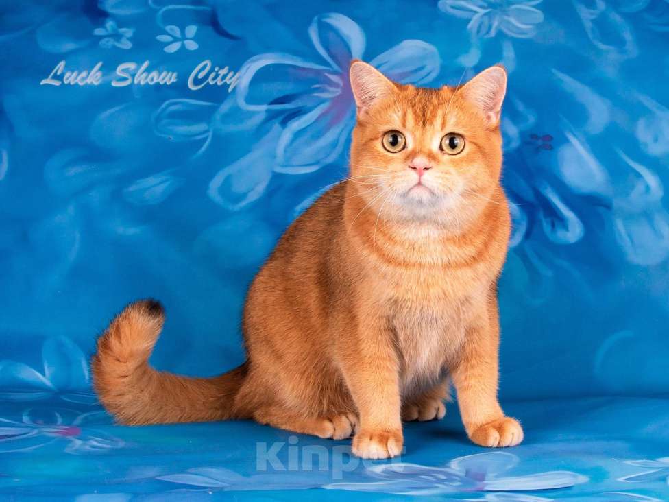 Кошки в Санкт-Петербурге: Золотой котик Скоттиш страйт Мальчик, 25 000 руб. - фото 3