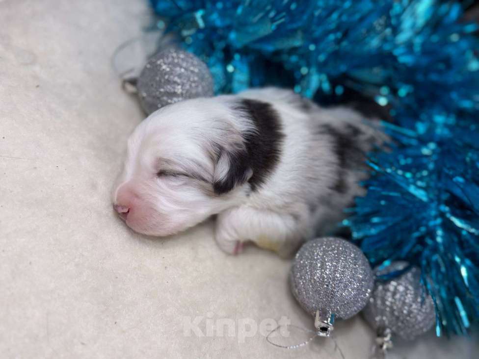 Собаки в других городах Московской области: Шарфик, брак под вопросом  Мальчик, 120 000 руб. - фото 2