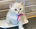 Кошки в Санкт-Петербурге: Шотландские котята Мальчик, 25 000 руб. - фото 5