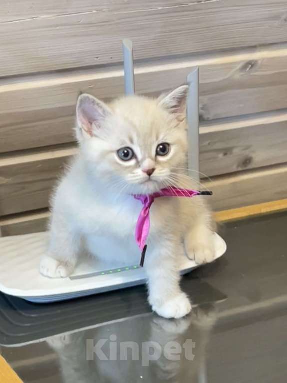 Кошки в Санкт-Петербурге: Шотландские котята Мальчик, 25 000 руб. - фото 5