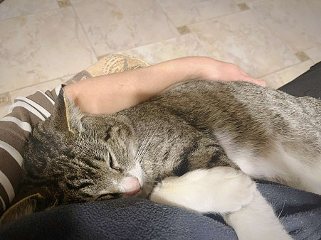 Федя ищет дом