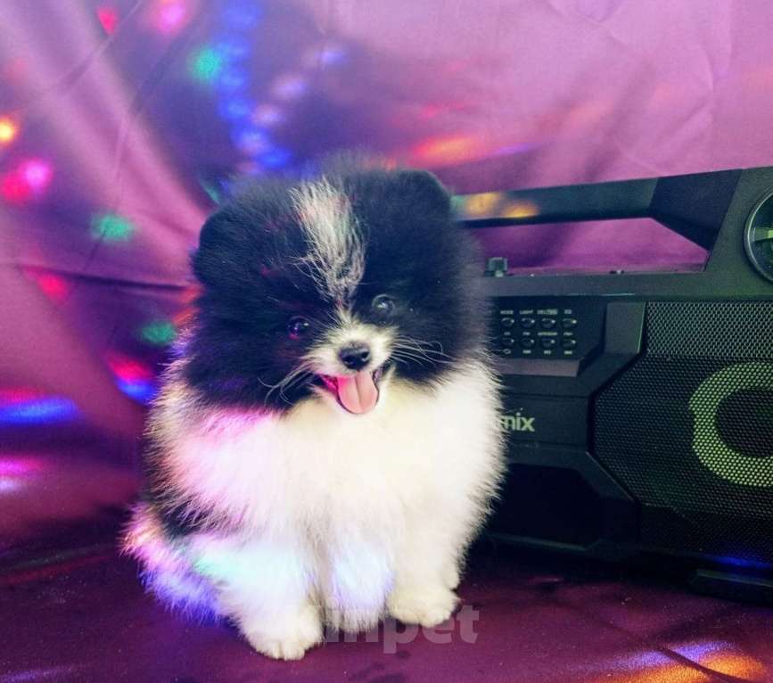 Собаки в Перми: Щенки Шпица мини мишки Мальчик, 30 000 руб. - фото 9