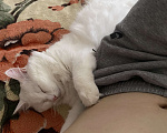 Кошки в Тюмени: Белый кот (глухой) Мальчик, Бесплатно - фото 5