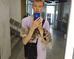 Кошки в Ижевске: От меня убежала кошка  Девочка, 5 000 руб. - фото 2