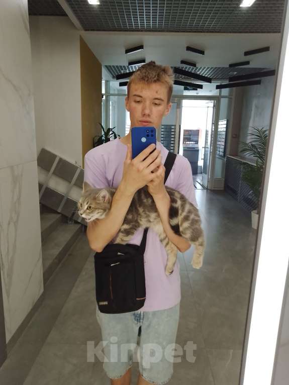 Кошки в Ижевске: От меня убежала кошка  Девочка, 5 000 руб. - фото 2