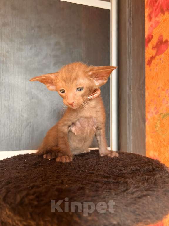 Кошки в Москве: Ориентальных экстремальные котята в Москве Мальчик, Бесплатно - фото 6