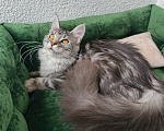 Кошки в Санкт-Петербурге: Котёнок мейн-кун Девочка, Бесплатно - фото 4