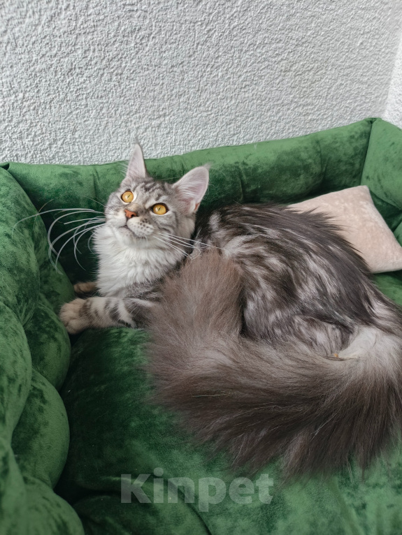 Кошки в Санкт-Петербурге: Котёнок мейн-кун Девочка, Бесплатно - фото 4