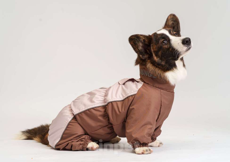 Собаки в Жуковском: Щенок без забот! Девочка, 100 000 руб. - фото 5