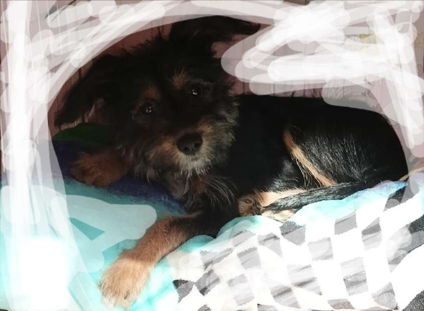 Собаки в Нижнем Новгороде: Щенок в добрые руки Девочка, Бесплатно - фото 1