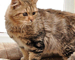 Кошки в Москве: Пушистый сибирский котик особенный Мальчик, Бесплатно - фото 1