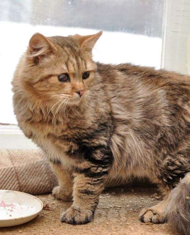 Кошки в Москве: Пушистый сибирский котик особенный Мальчик, Бесплатно - фото 1