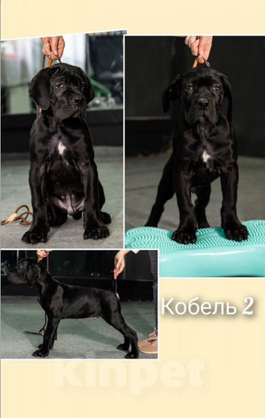 Собаки в Бугульме: Щенки Кане Корсо Мальчик, 50 000 руб. - фото 1