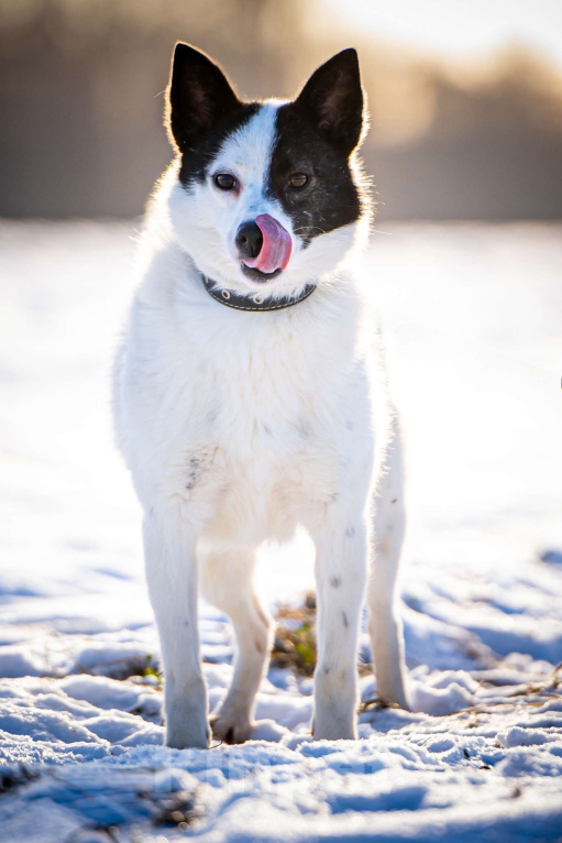 Собаки в Клине: Ласка — озорная попрыгунья Девочка, Бесплатно - фото 3