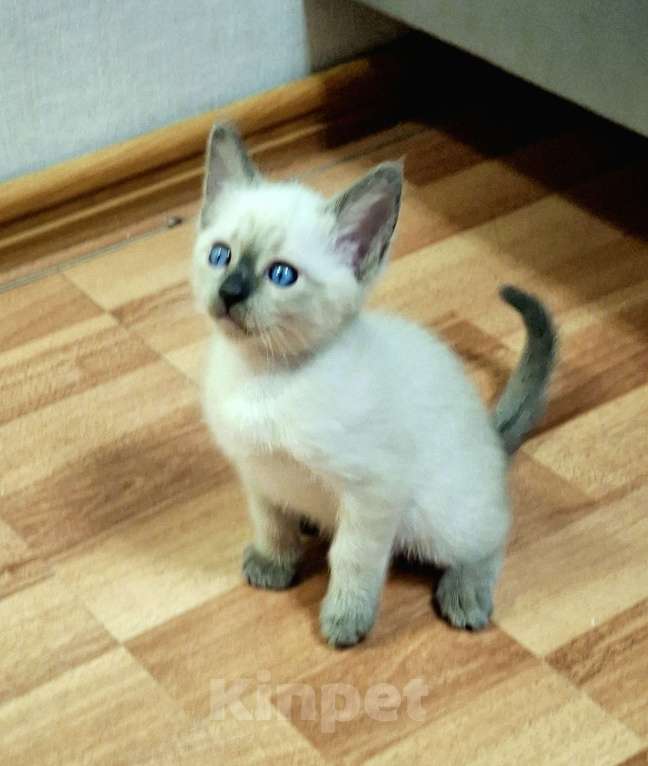 Кошки в Санкт-Петербурге: Тайский котенок Мальчик, 80 000 руб. - фото 4