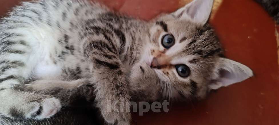 Кошки в Химках: Котёнок-девочка Девочка, 1 500 руб. - фото 1