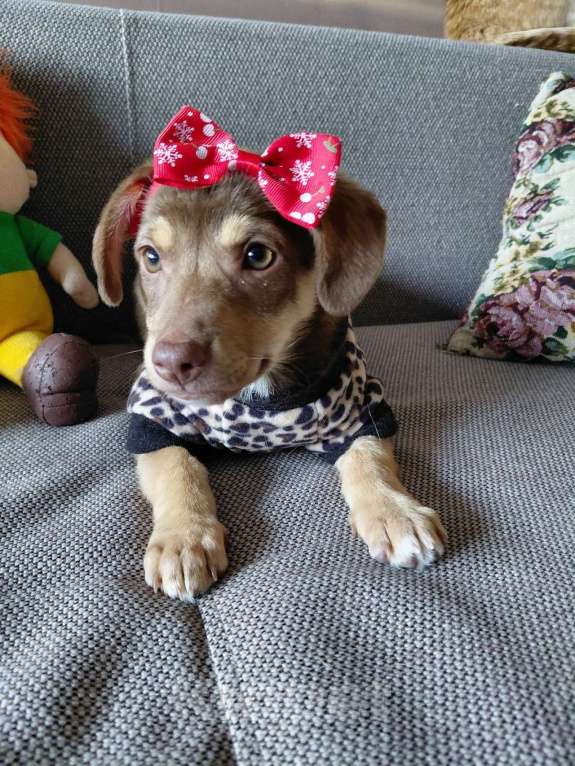 Собаки в Санкт-Петербурге: Красивый щеночек мелкого размера Девочка, Бесплатно - фото 7