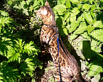 Кошки в Иваново: Кот бенгал на вязку, 6 000 руб. - фото 1
