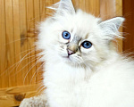 Кошки в Лермонтове: Котята няшки Мальчик, 20 000 руб. - фото 1