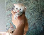 Кошки в Омске: Мейн-кун котята Девочка, 25 000 руб. - фото 3
