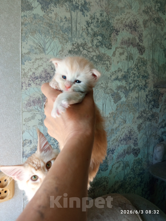 Кошки в Омске: Мейн-кун котята Девочка, 25 000 руб. - фото 3