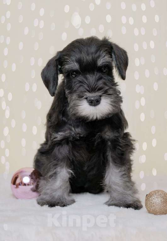 Собаки в Новосибирске: Щенки цвергшнауцера Девочка, 55 000 руб. - фото 2