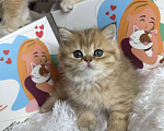Кошки в Москве: Британский котенок ny24 Девочка, 40 000 руб. - фото 4