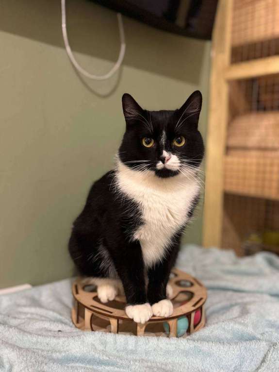 Кошки в Балашихе: Котик Лимончелло в добрые руки Мальчик, Бесплатно - фото 4