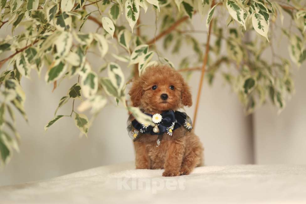 Собаки в Калининграде: Мальтипу мини Мальчик, 85 000 руб. - фото 4