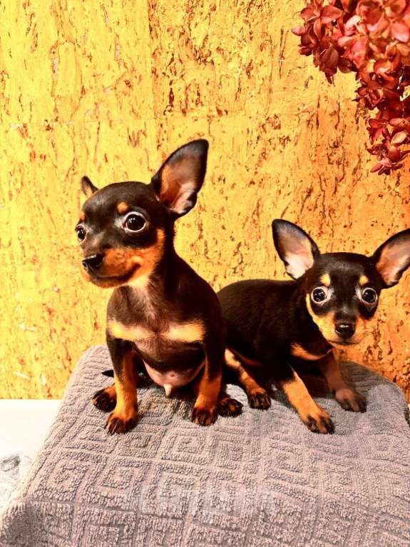 Собаки в Подольске: Пражский крысарик мальчик Мальчик, 69 000 руб. - фото 4