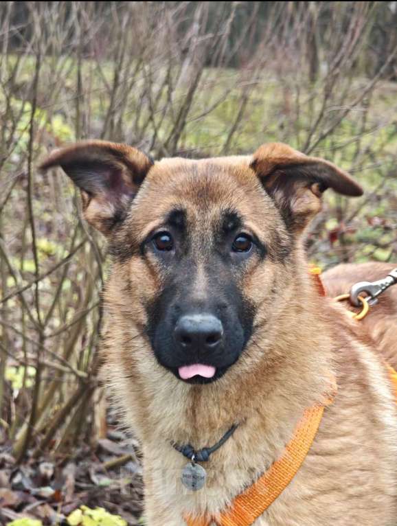 Собаки в Москве: Микки ищет дом Мальчик, Бесплатно - фото 4