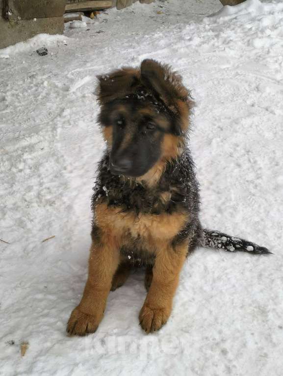 Собаки в других городах Красноярского края: щенки немецкой овчарки длинники Девочка, 45 000 руб. - фото 2