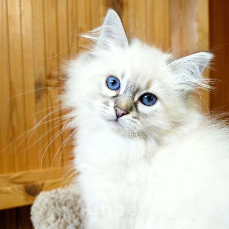 Кошки в Лермонтове: Котята няшки Мальчик, 20 000 руб. - фото 1