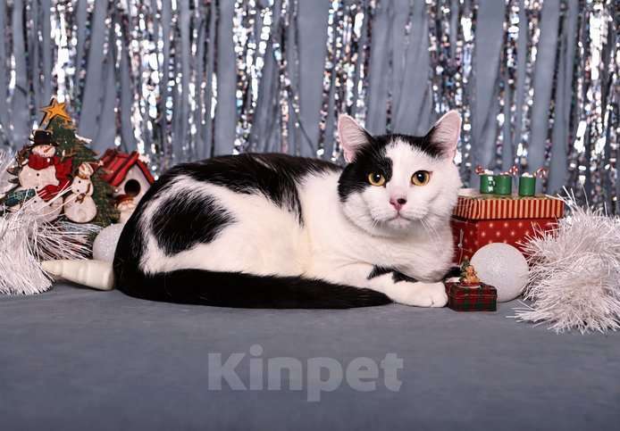 Кошки в Москве: Спокойный ласкуша котик Симба в дар Мальчик, 1 руб. - фото 4