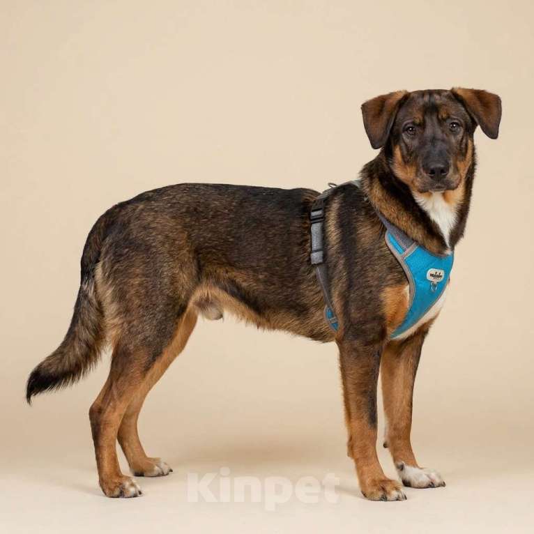 Собаки в Москве: щенок Боба в добрые руки Мальчик, Бесплатно - фото 2