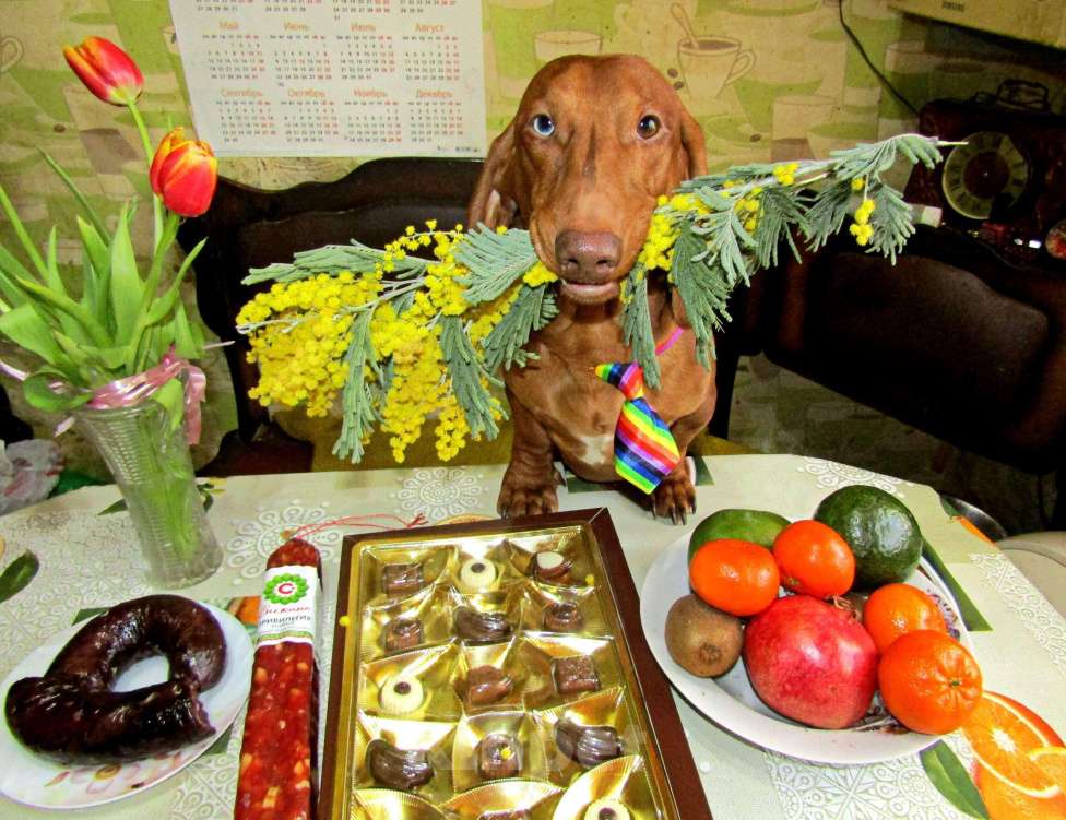 Собаки в Подольске: Предлагаю для вязки кобеля таксы стандартеой гладкошерстнойй Мальчик, 8 000 руб. - фото 3