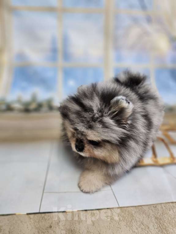 Собаки в Тюмени: Мраморный мальчик Мальчик, Бесплатно - фото 4